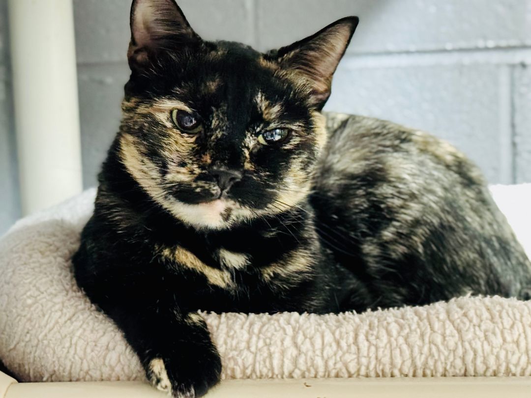 Enlarge Livie, an adoptable Domestic Short Hair in Emporia, VA image 1/1