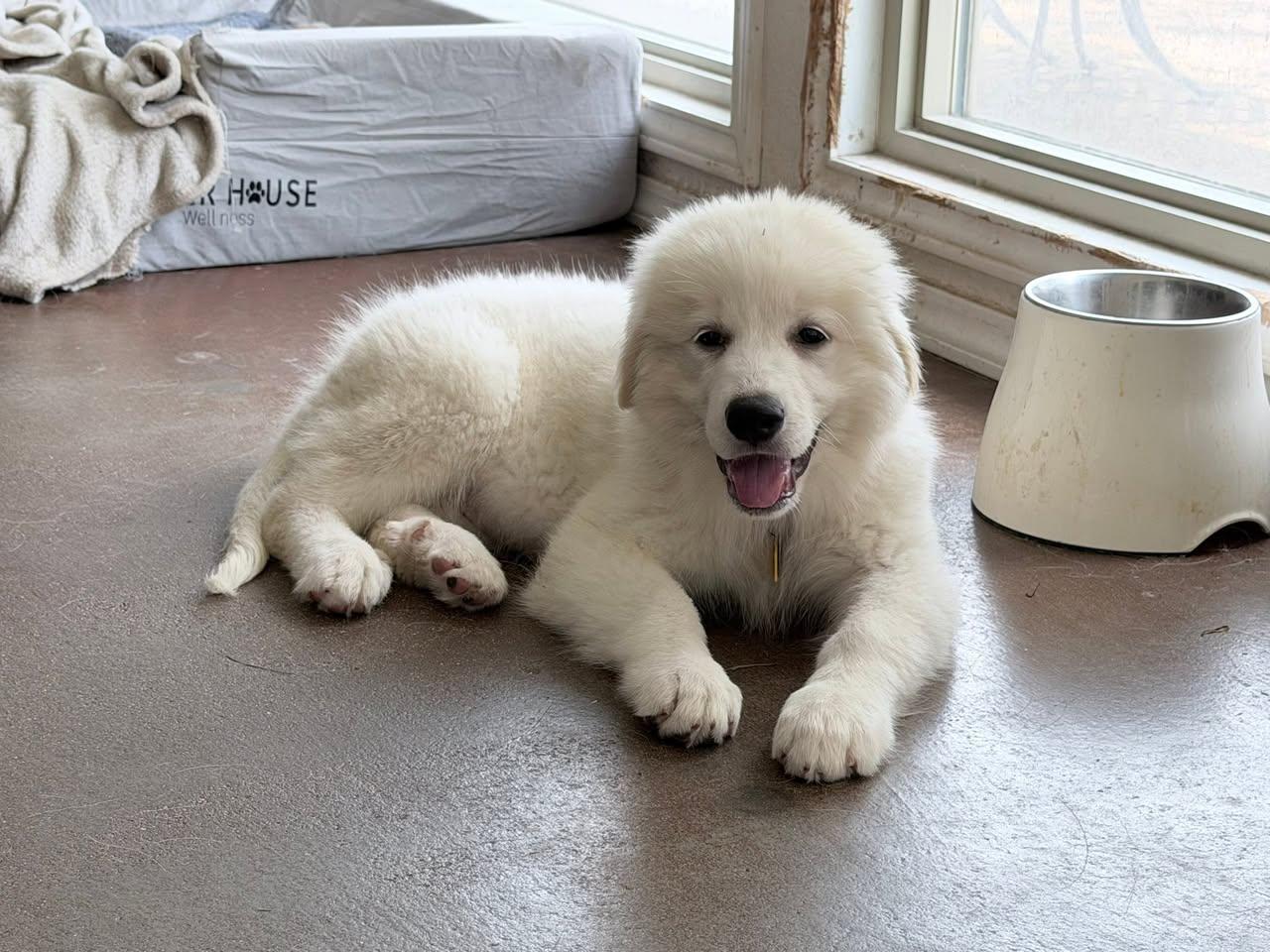Rosie, Adoptable, Puppy Female Great Pyrenees.