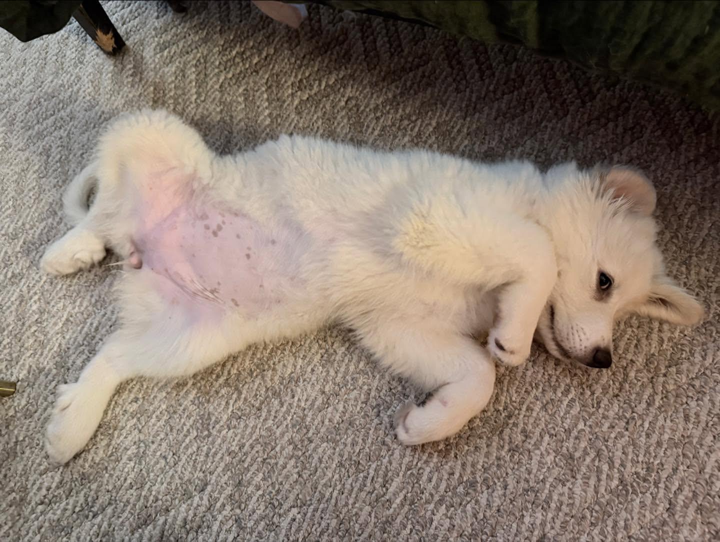 Enlarge Rosie, a Adoptable Great Pyrenees in Garland, TX image 2/3