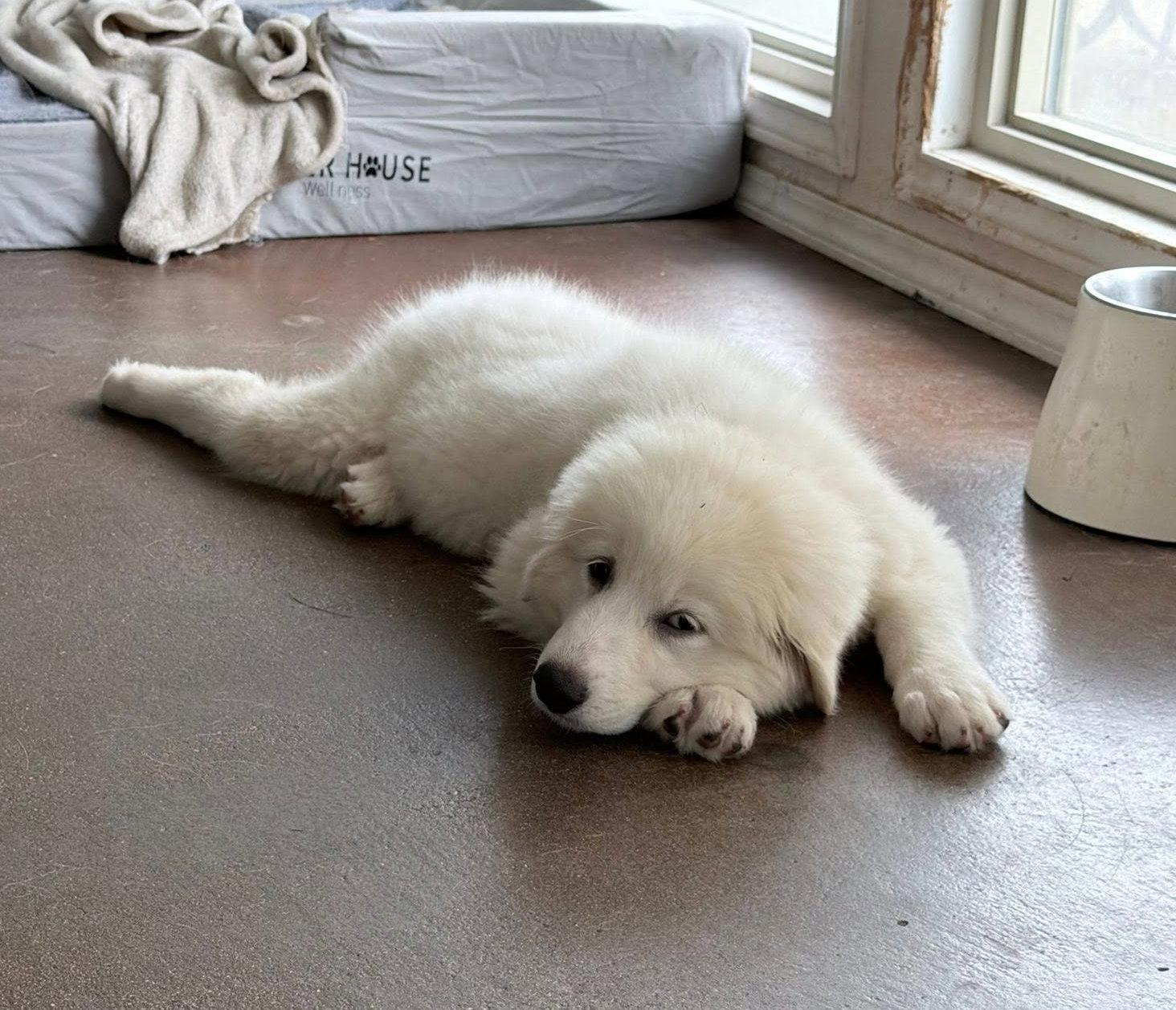 Enlarge Rosie, a Adoptable Great Pyrenees in Garland, TX image 3/3
