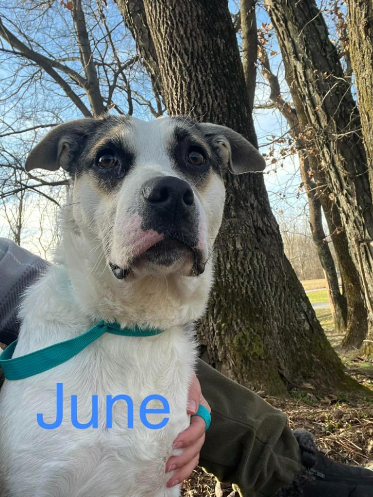 Enlarge June, a Adoptable mixed breed in Princeton, IN image 2/4