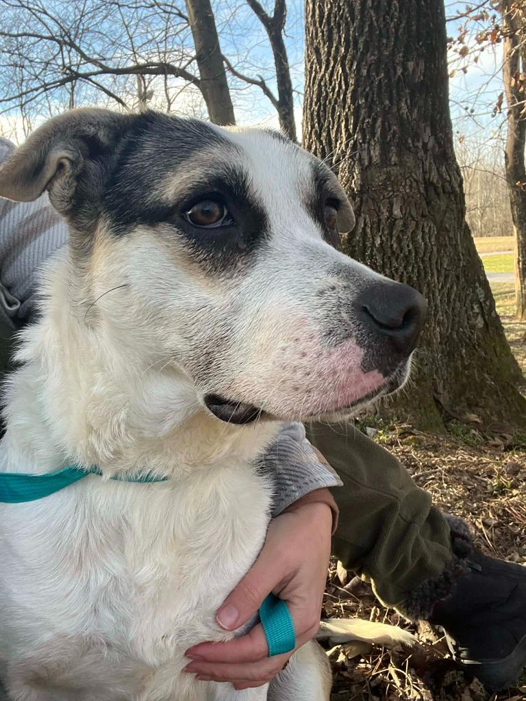 Enlarge June, a Adoptable mixed breed in Princeton, IN image 4/4