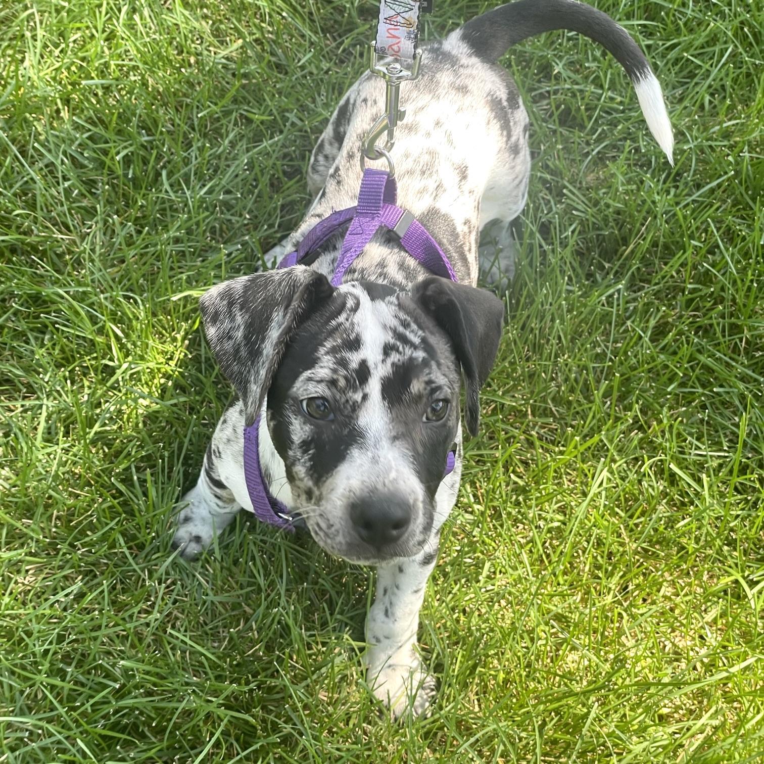 Enlarge Gretta, an adopted Mixed Breed in Prior Lake, MN image 3/4