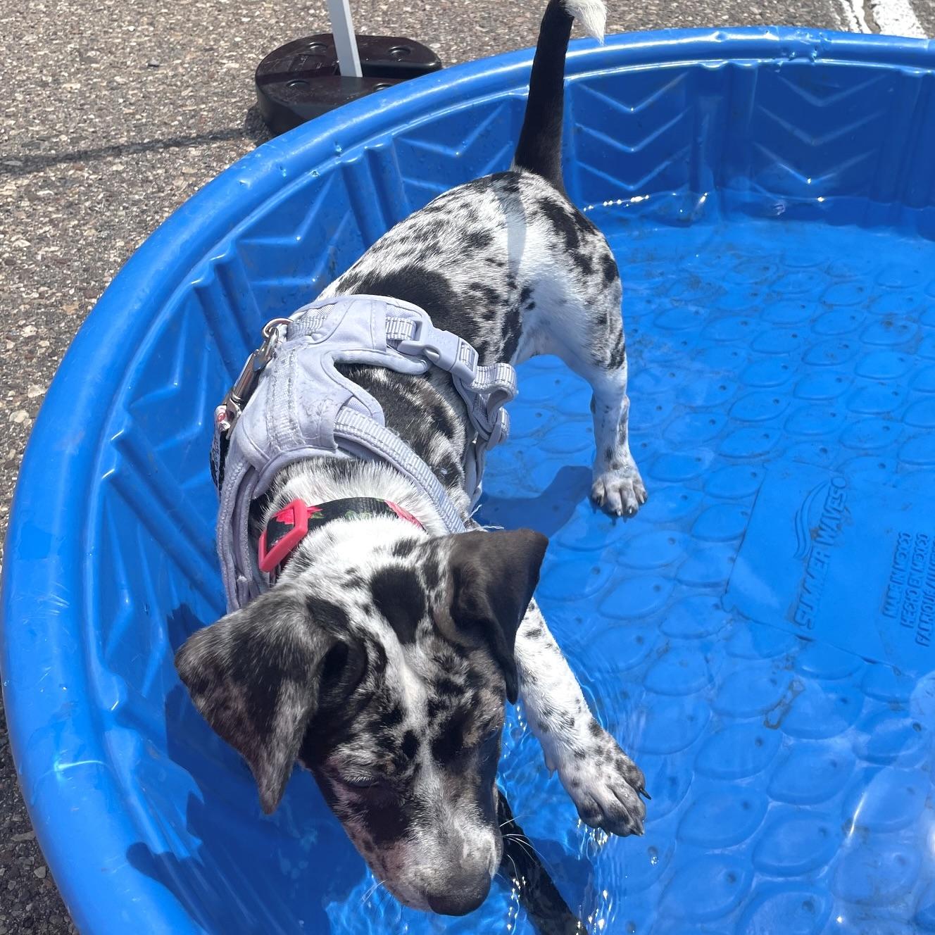 Enlarge Gretta, an adopted Mixed Breed in Prior Lake, MN image 2/4