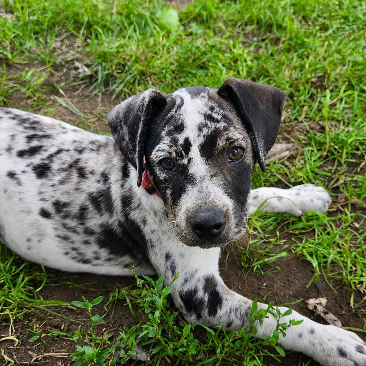 Enlarge Gretta, an adopted Mixed Breed in Prior Lake, MN image 1/4
