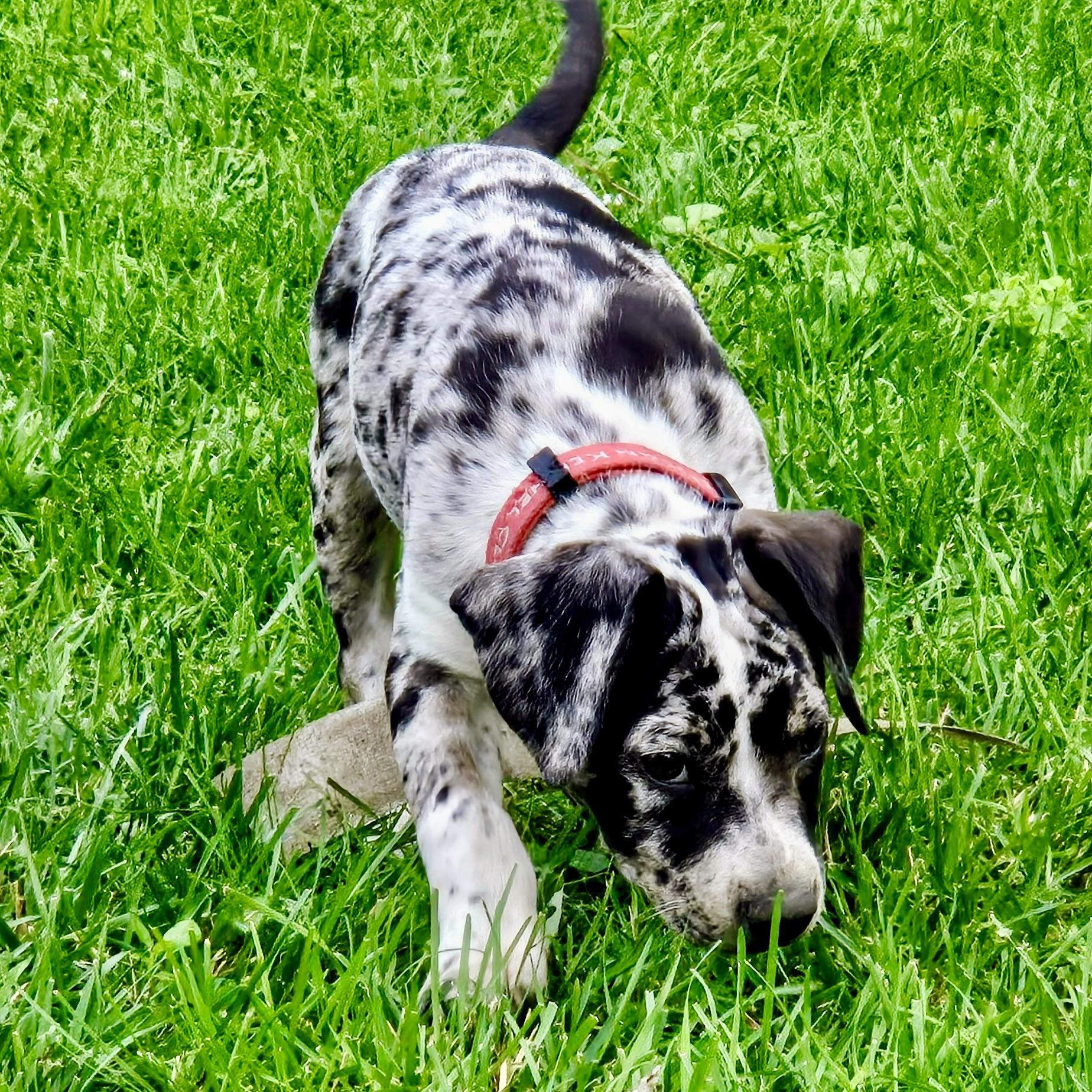 Enlarge Gretta, an adopted Mixed Breed in Prior Lake, MN image 4/4