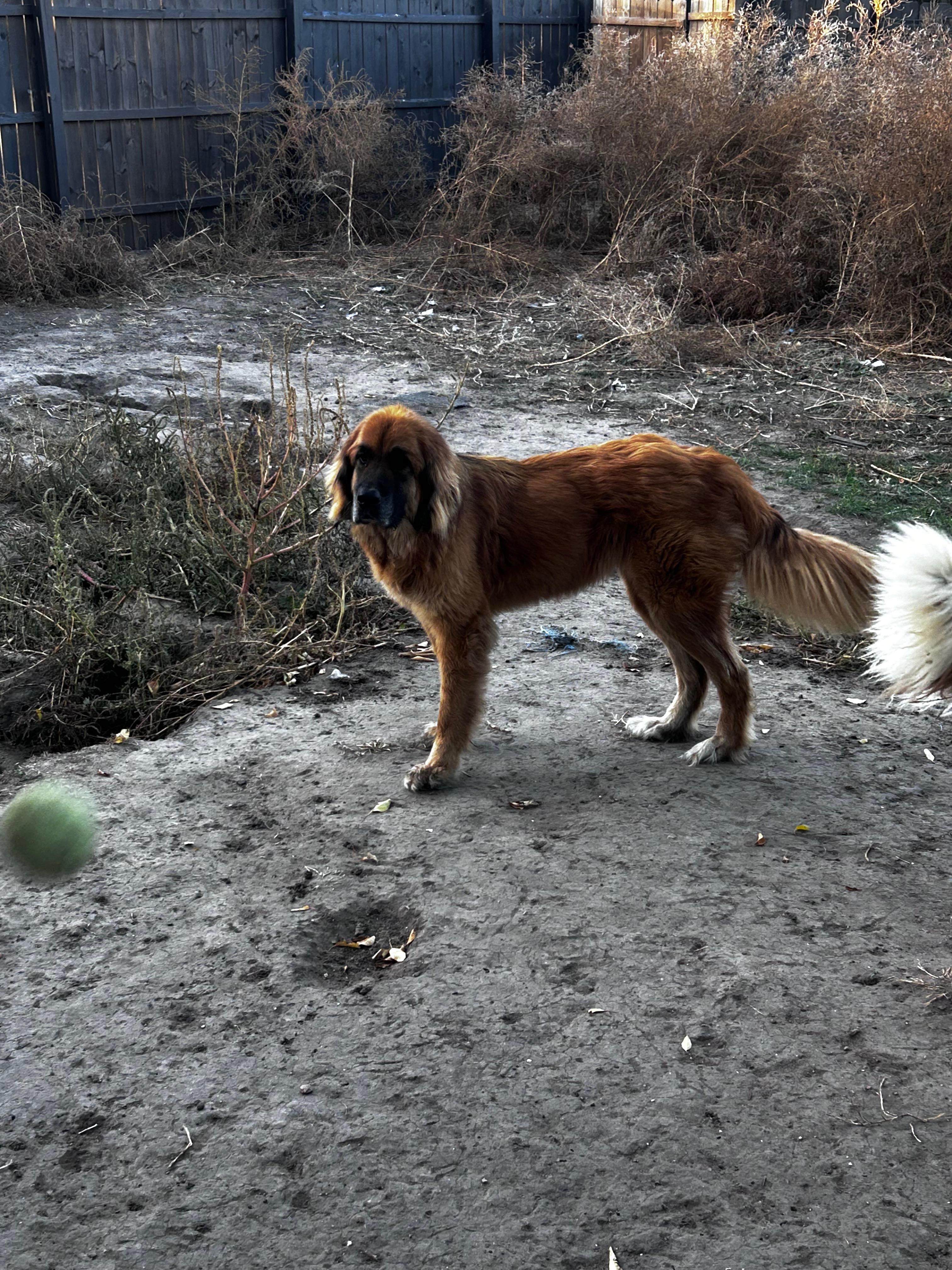 Enlarge Sadie, an adopted mixed breed in Aspen, CO image 2/3