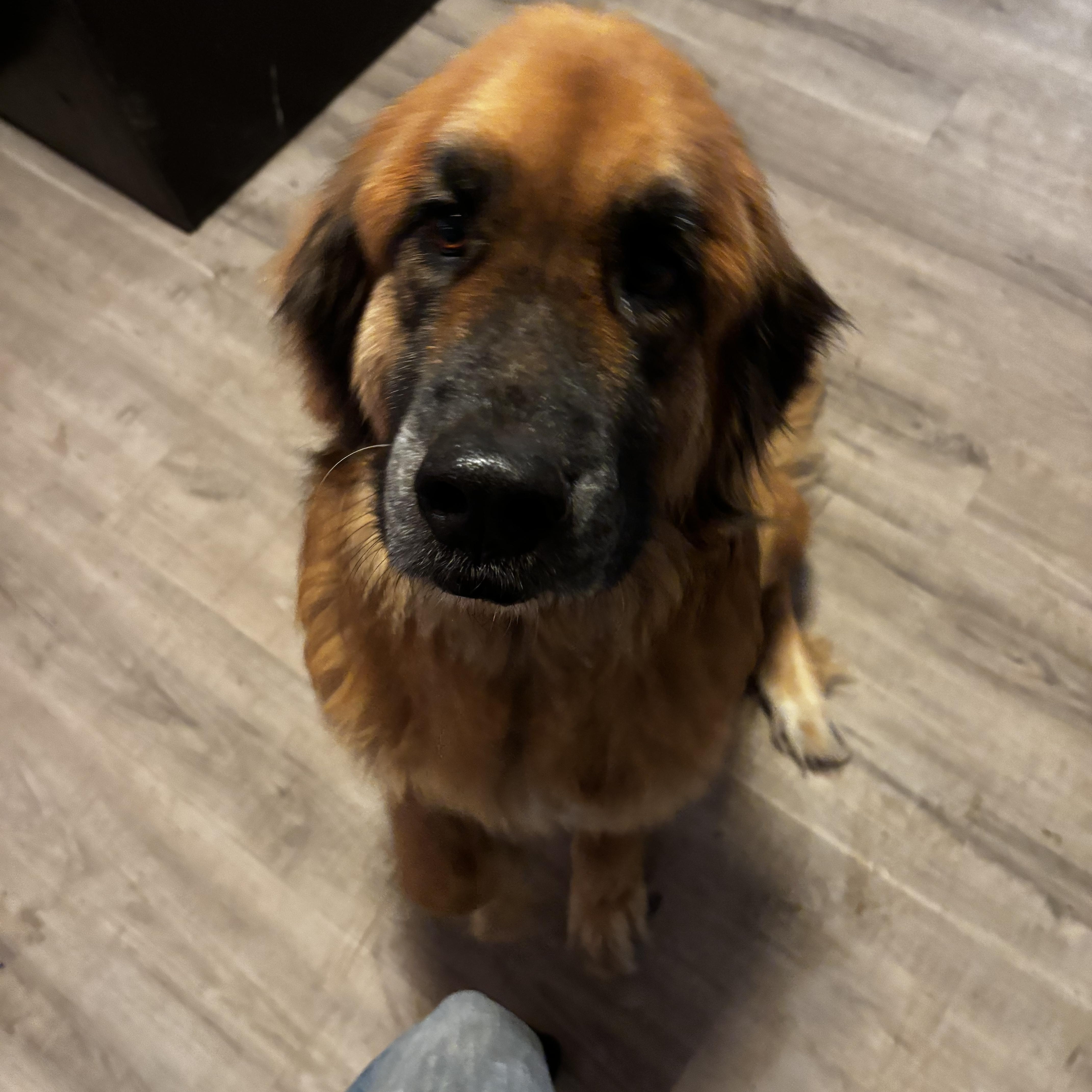 Enlarge Sadie, an adopted mixed breed in Aspen, CO image 3/3