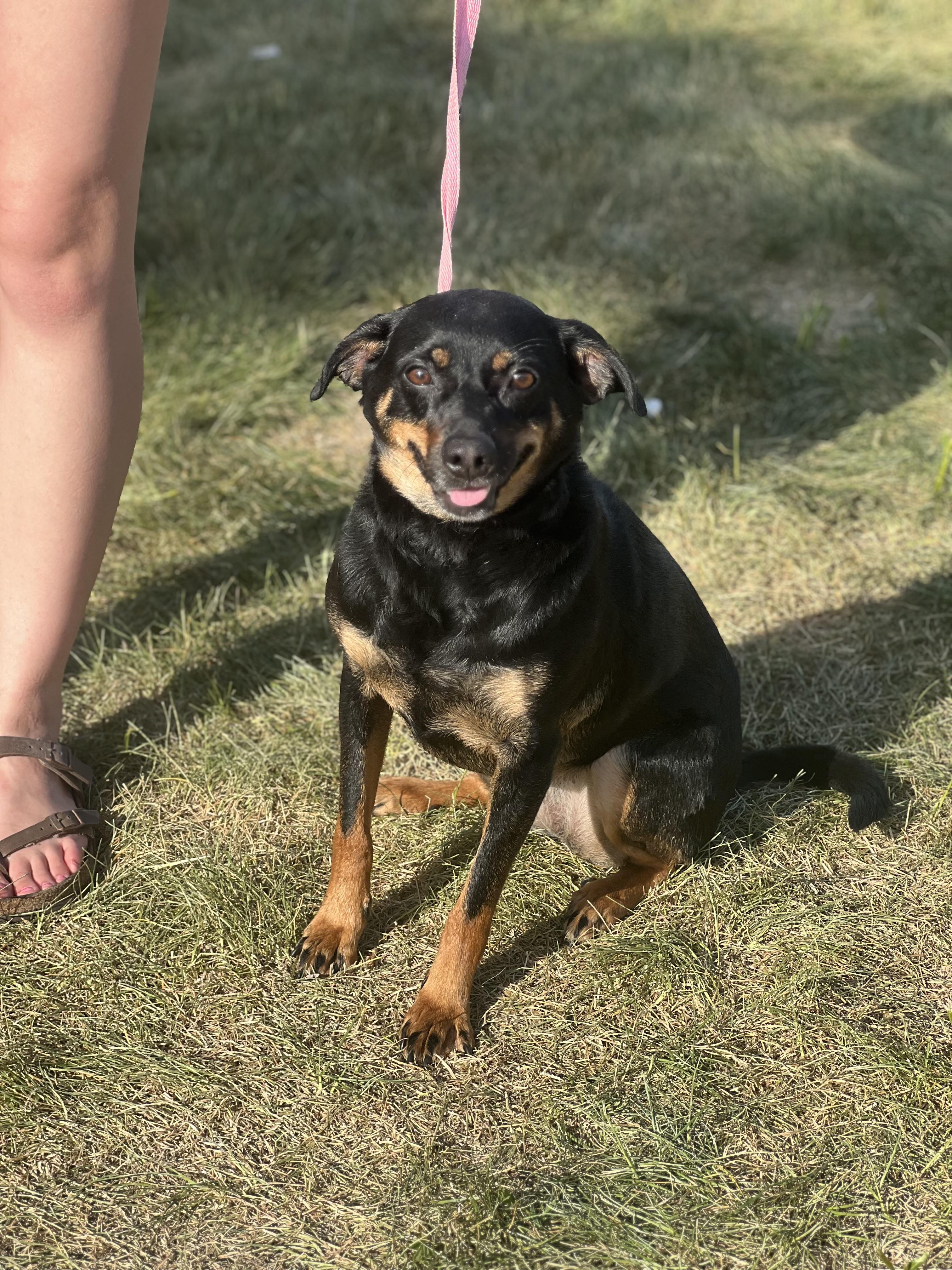 Kaida, a ADOPTABLE mixed breed in Zimmerman, MN image 2/5