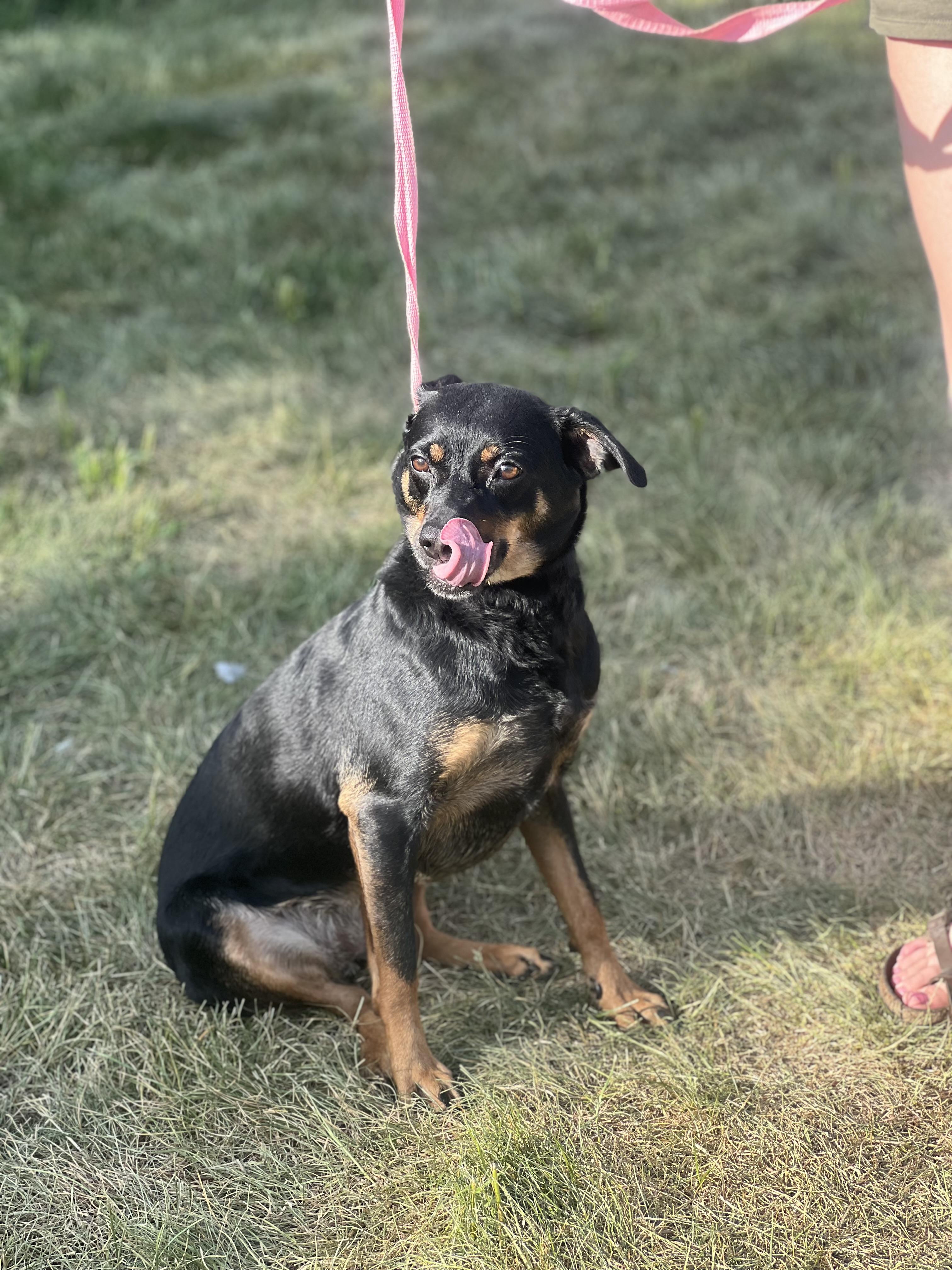 Kaida, a ADOPTABLE mixed breed in Zimmerman, MN image 4/5