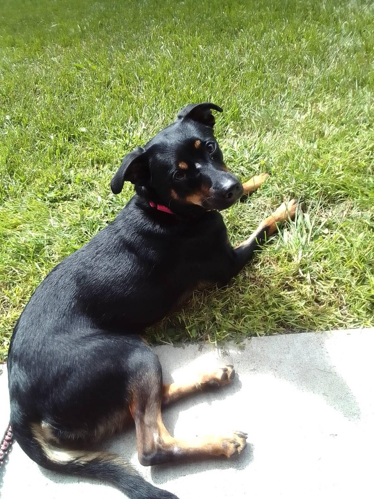 Kaida, a ADOPTABLE mixed breed in Zimmerman, MN image 5/5