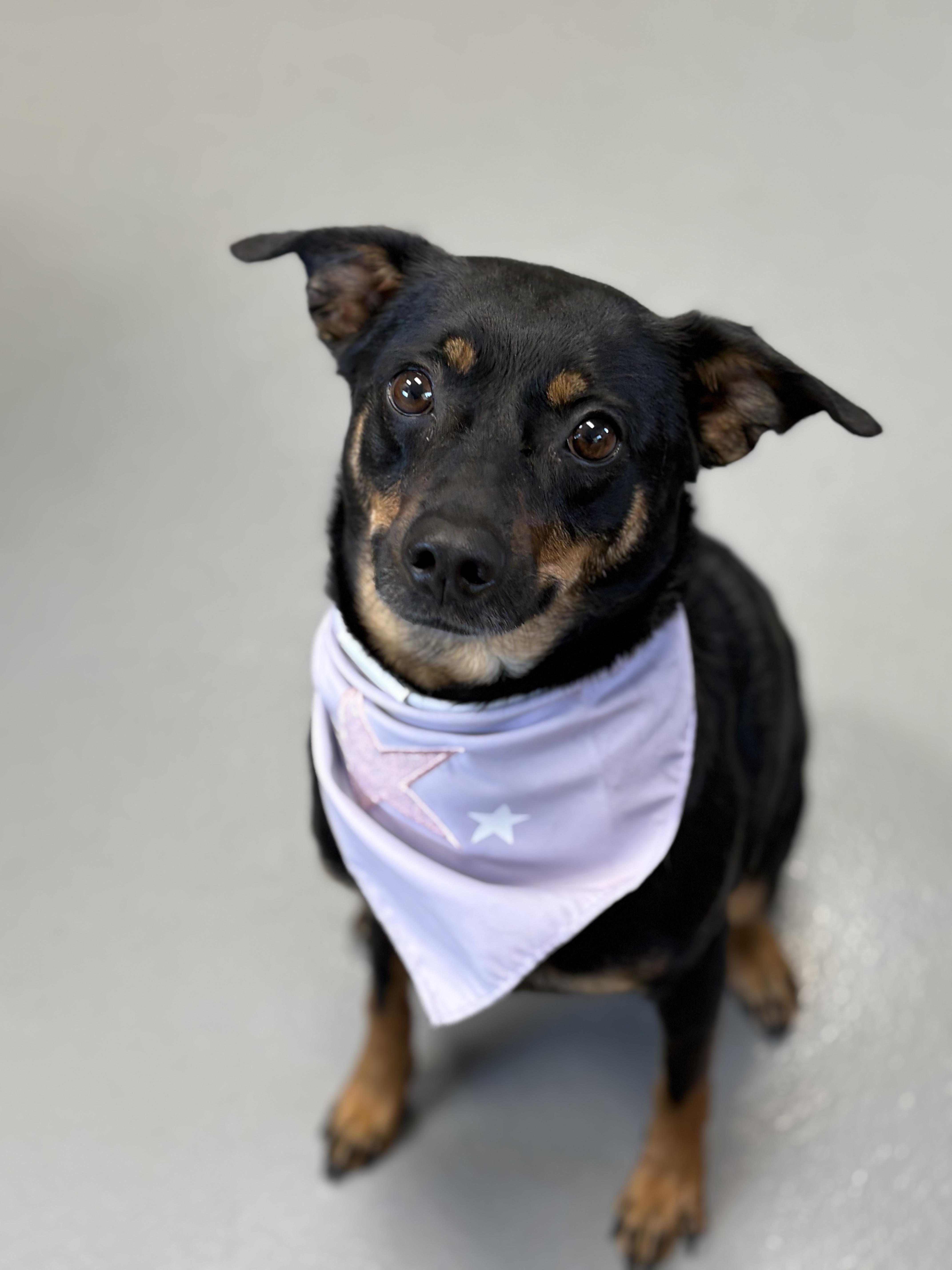 Kaida, ADOPTABLE, Young Female Miniature Pinscher.