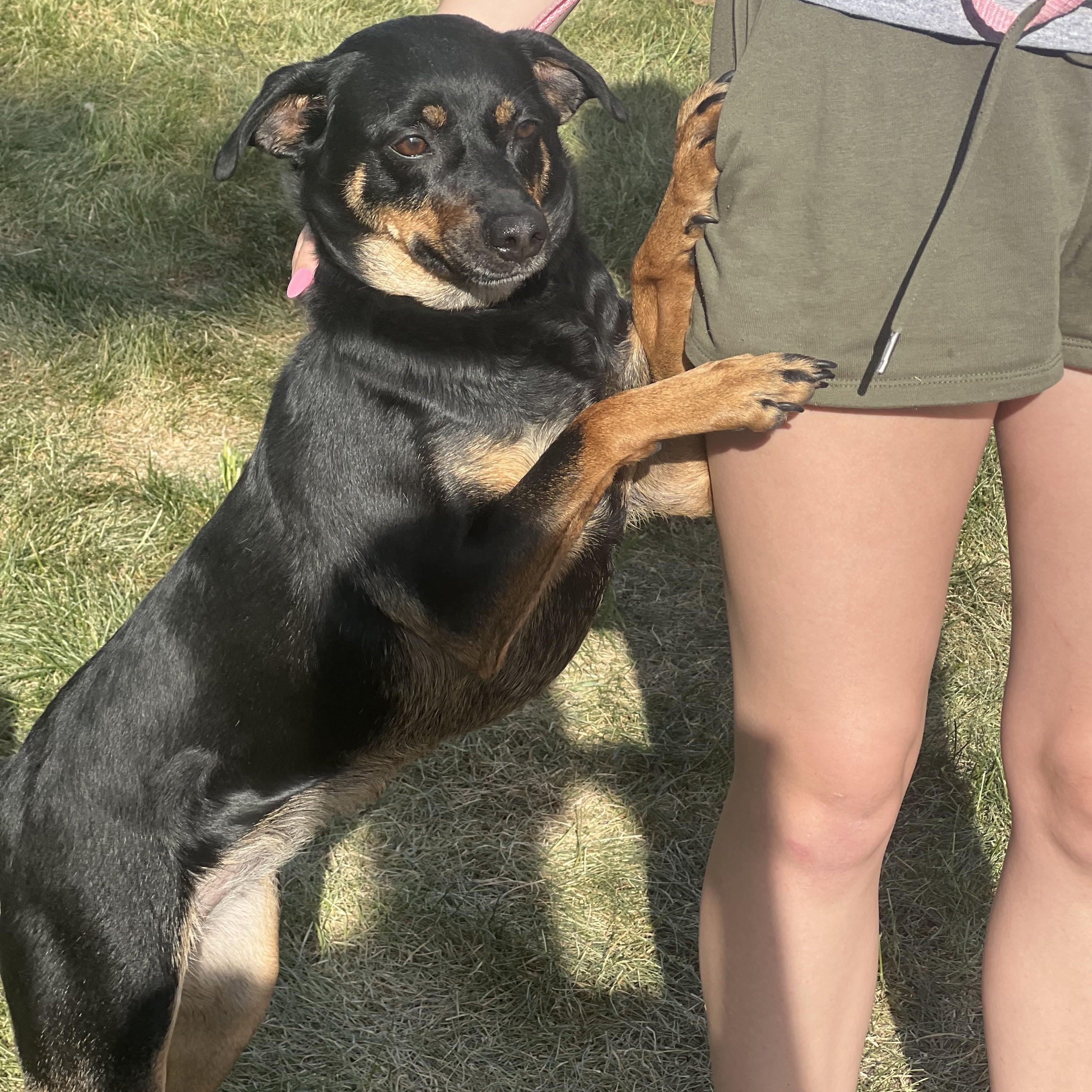 Kaida, a ADOPTABLE mixed breed in Zimmerman, MN image 3/5