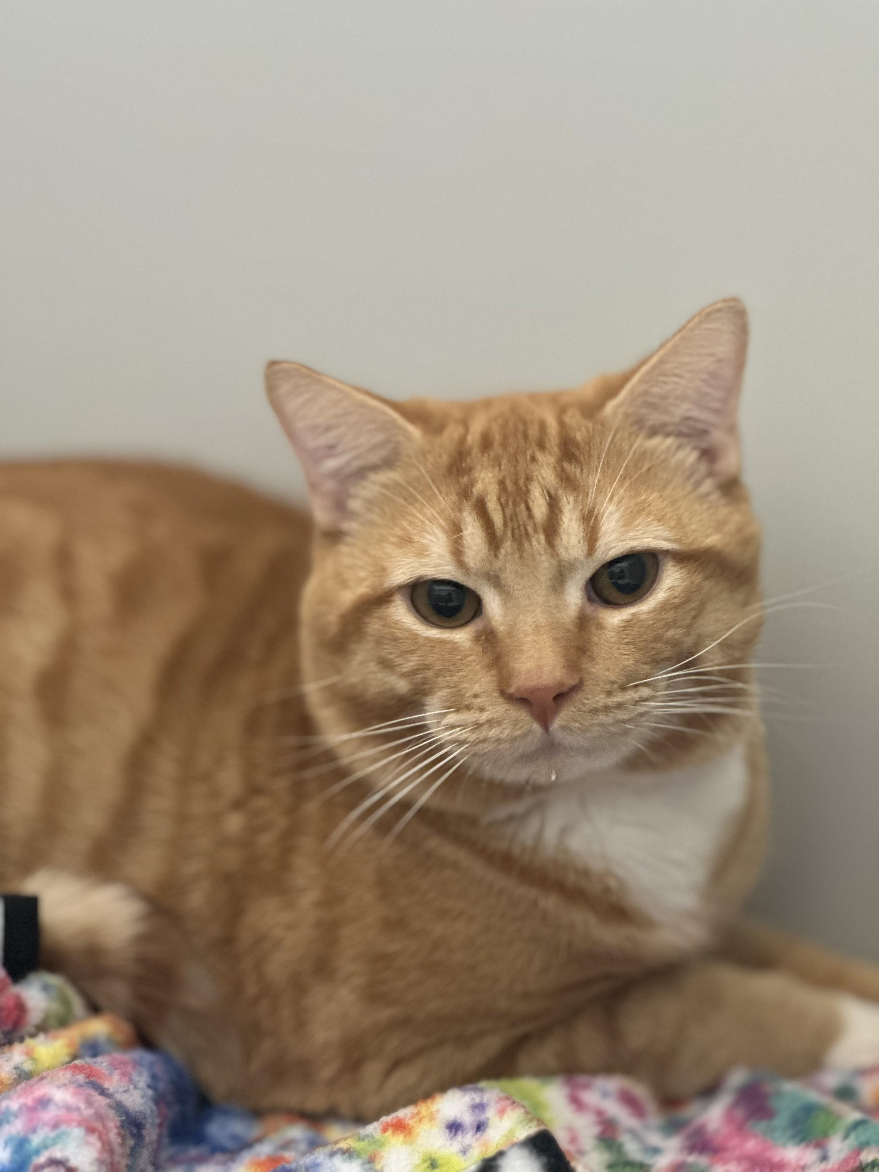 Enlarge Opie **AVAILABLE FOR ADOPTION 03-30-2026**, an adopted Domestic Short Hair in Stafford, VA image 2/2