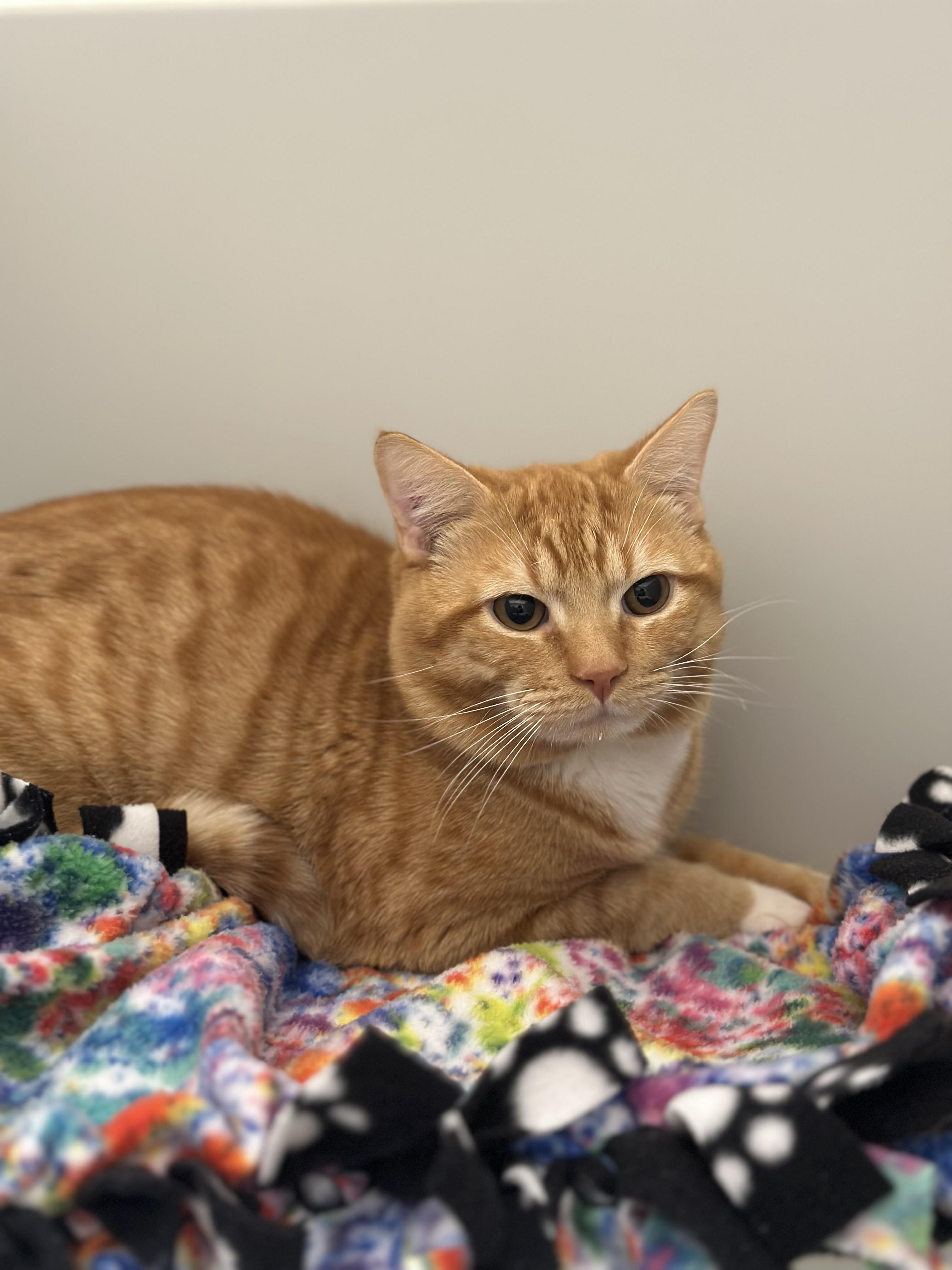 Opie **AVAILABLE FOR ADOPTION 03-30-2026**, adopted, Adult Male Domestic Short Hair.