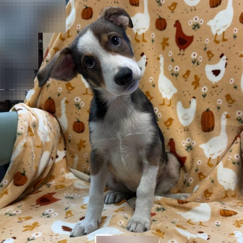 Blaster 0793, Adoptable, Puppy Male Mixed Breed.
