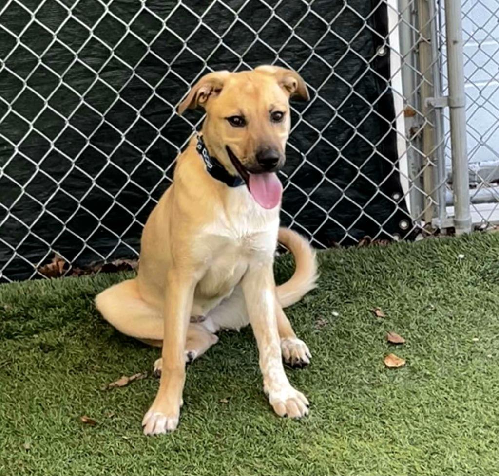 Jethro Bodine, a Adoptable mixed breed in Sunrise Beach, MO image 1/4