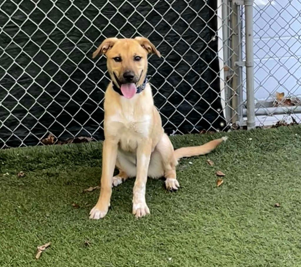 Enlarge Jethro Bodine, a Adoptable mixed breed in Sunrise Beach, MO image 2/3