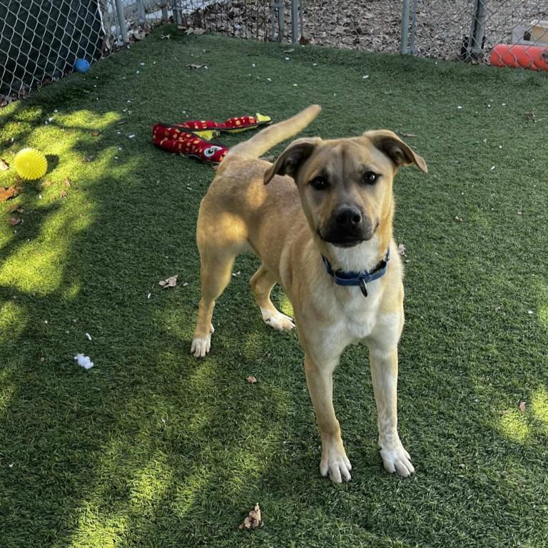 Enlarge Jethro Bodine, a Adoptable mixed breed in Sunrise Beach, MO image 3/4