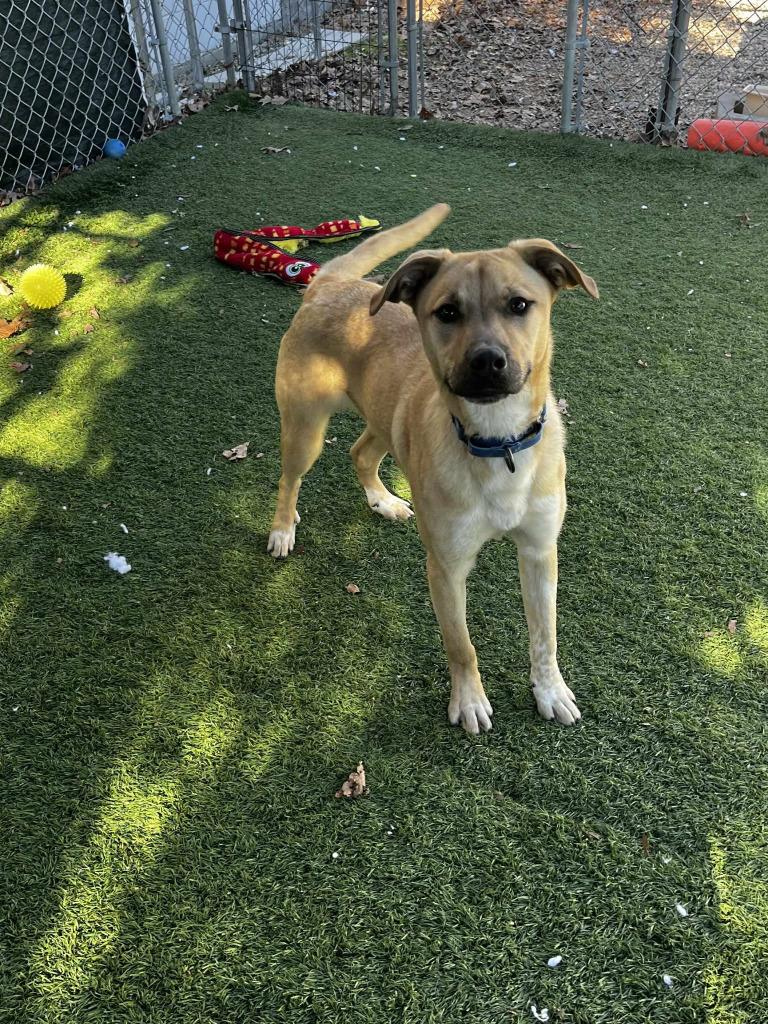 Jethro Bodine, a Adoptable mixed breed in Sunrise Beach, MO image 3/4