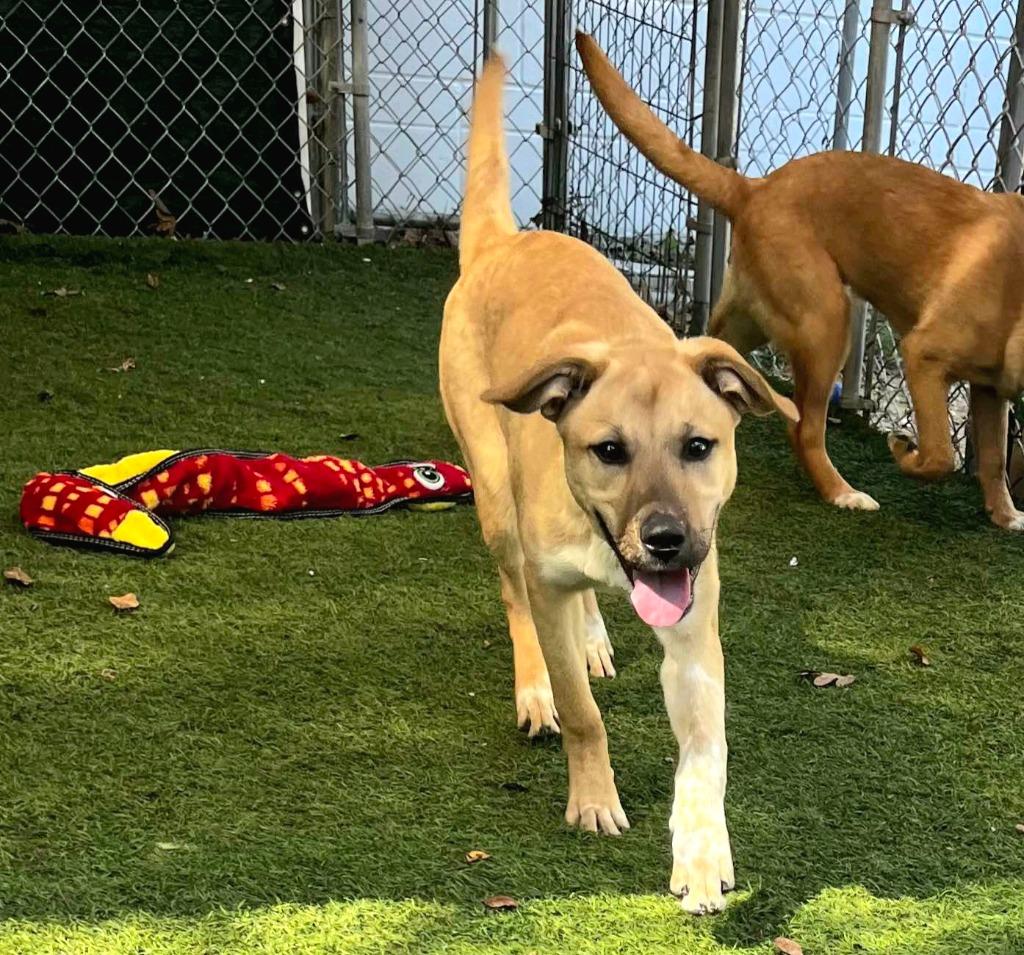 Enlarge Jethro Bodine, a Adoptable mixed breed in Sunrise Beach, MO image 3/3
