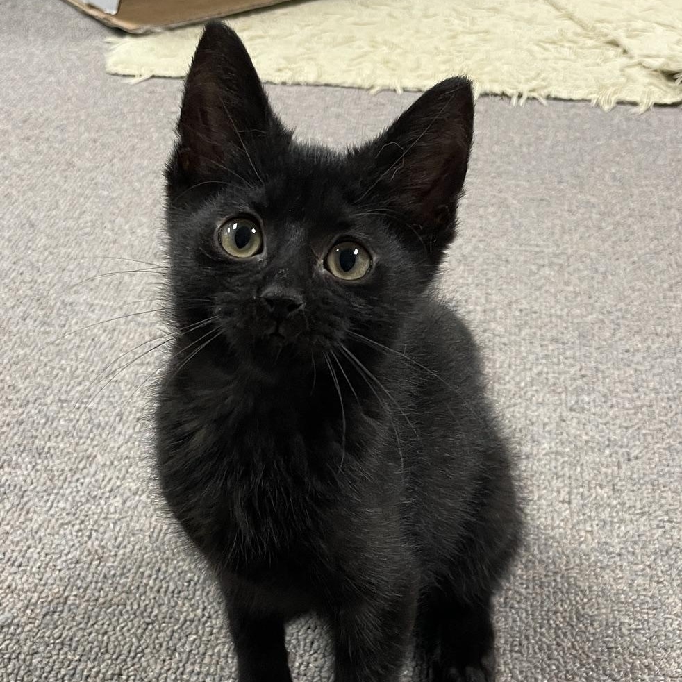 Enlarge Paquita, a Adoptable Domestic Short Hair in Sterling Heights, MI image 1/2