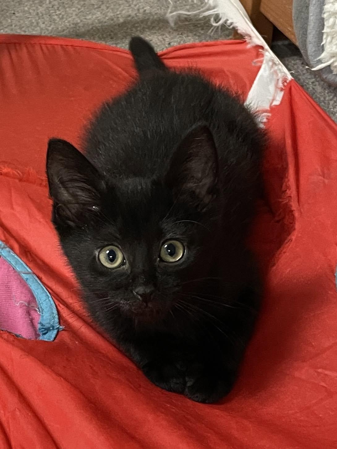 Enlarge Paquita, a Adoptable Domestic Short Hair in Sterling Heights, MI image 2/2