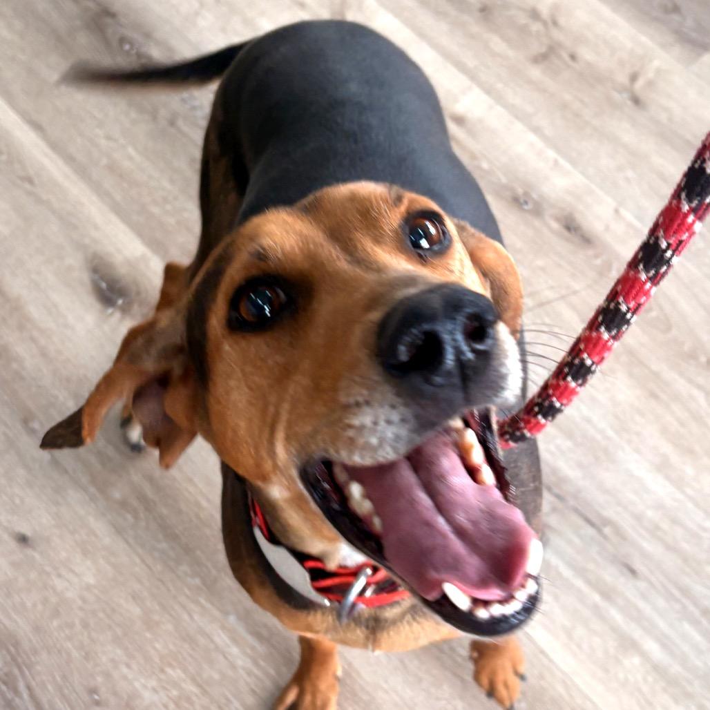 Annabelle, a Adoptable Coonhound in Idaho Falls, ID image 1/6