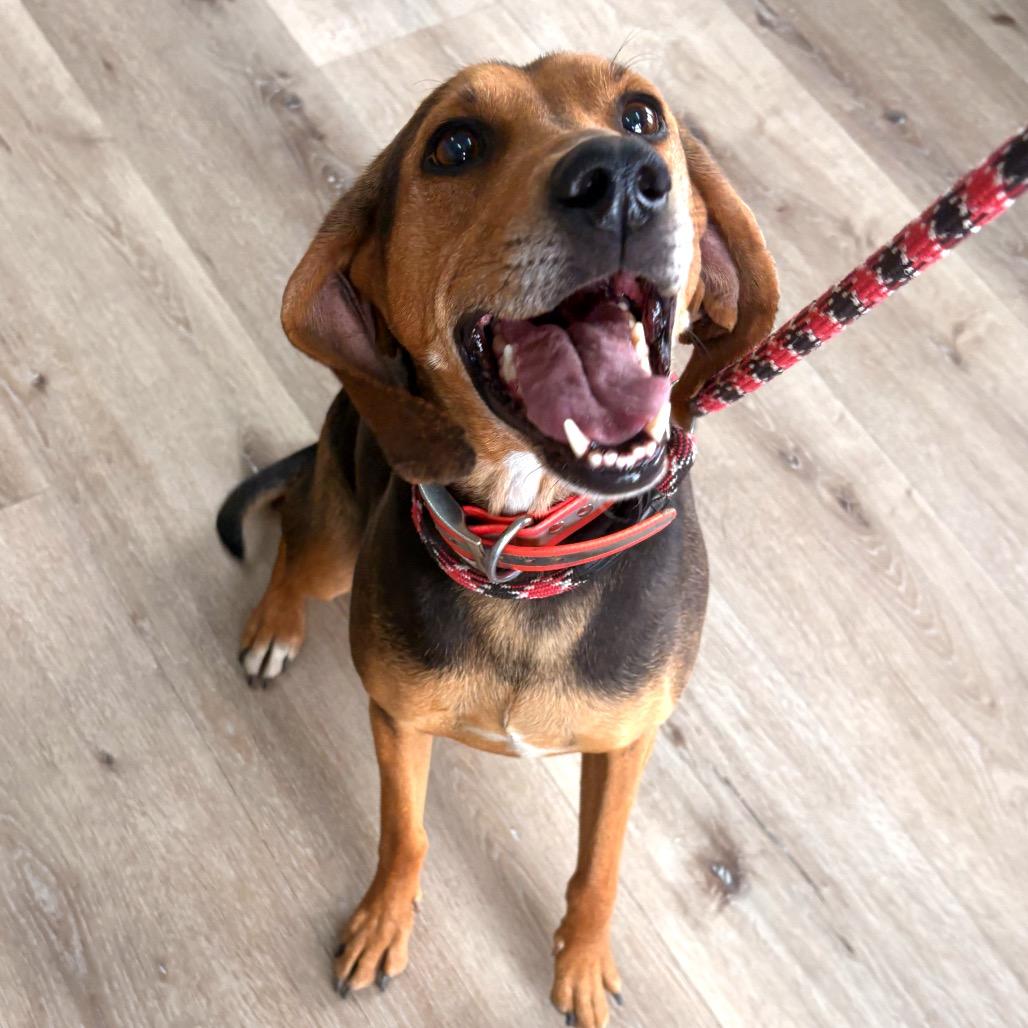 Annabelle, a Adoptable Coonhound in Idaho Falls, ID image 2/6
