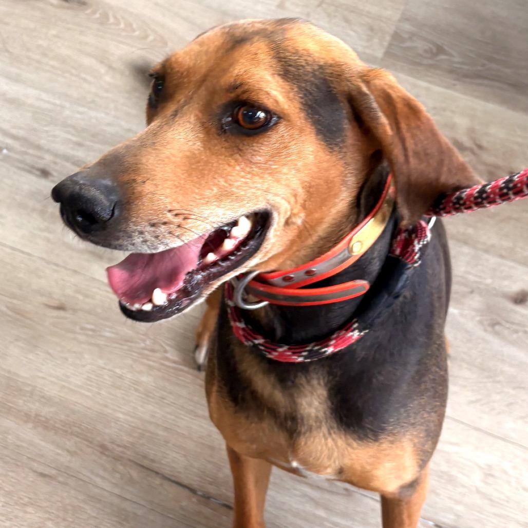 Annabelle, a Adoptable Coonhound in Idaho Falls, ID image 3/6