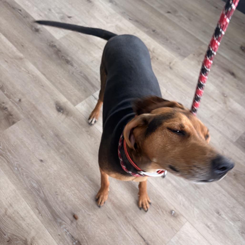 Annabelle, a Adoptable Coonhound in Idaho Falls, ID image 4/6