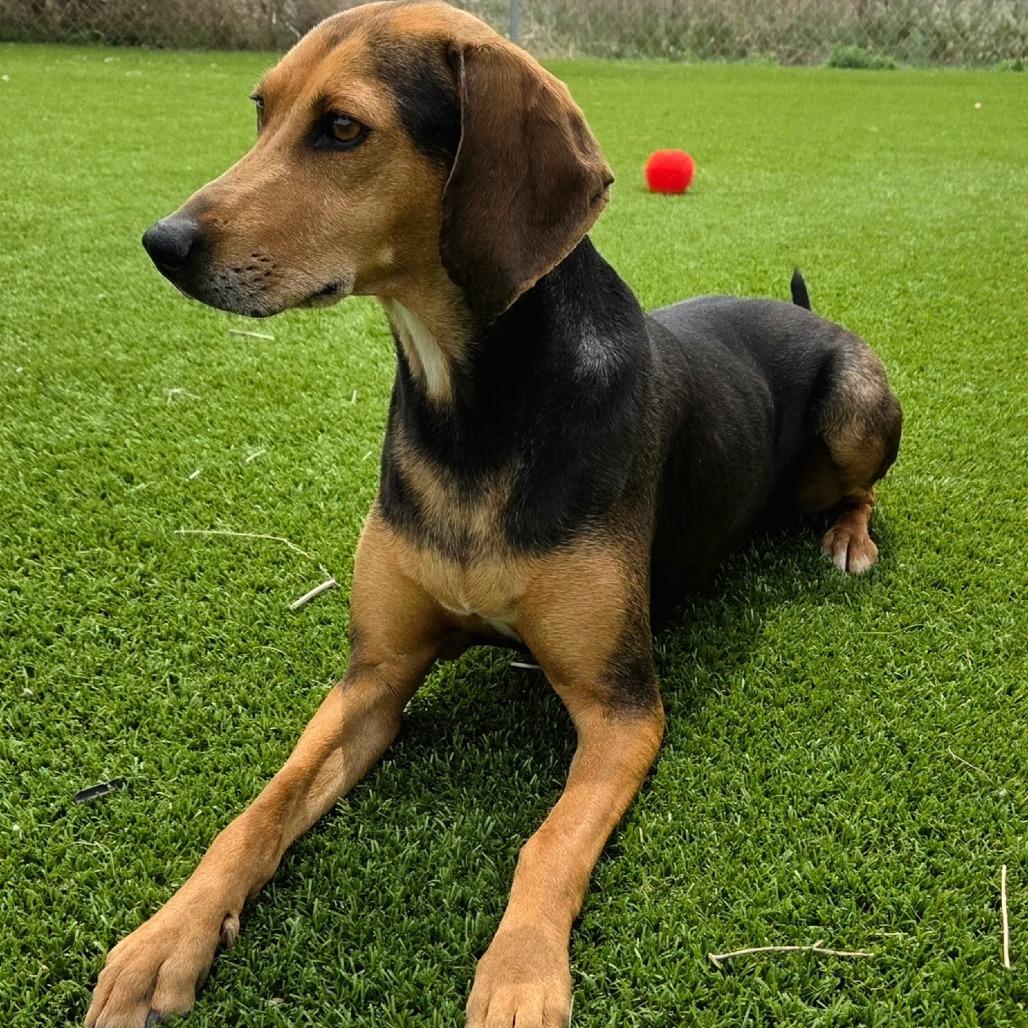 Annabelle, a Adoptable Coonhound in Idaho Falls, ID image 5/6