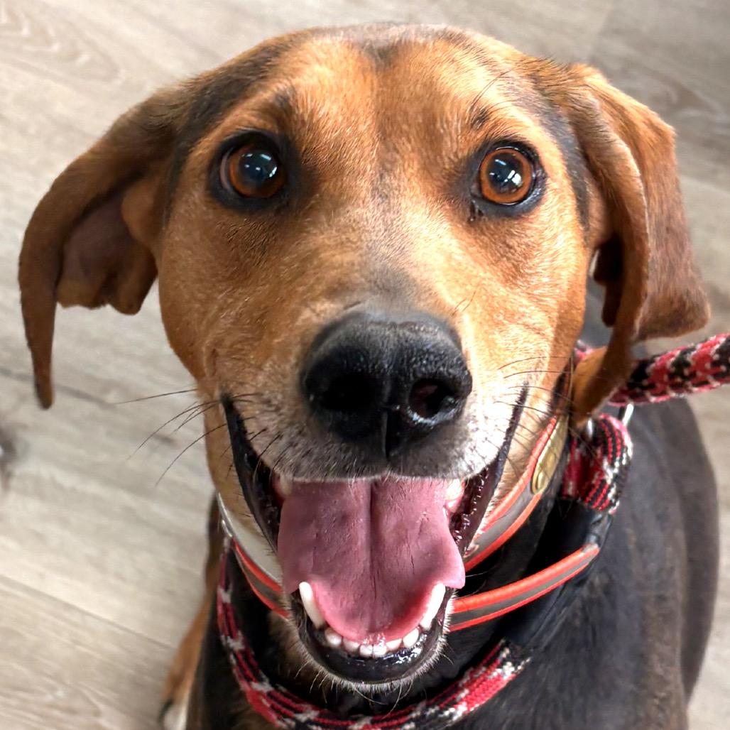 Annabelle, a Adoptable Coonhound in Idaho Falls, ID image 6/6
