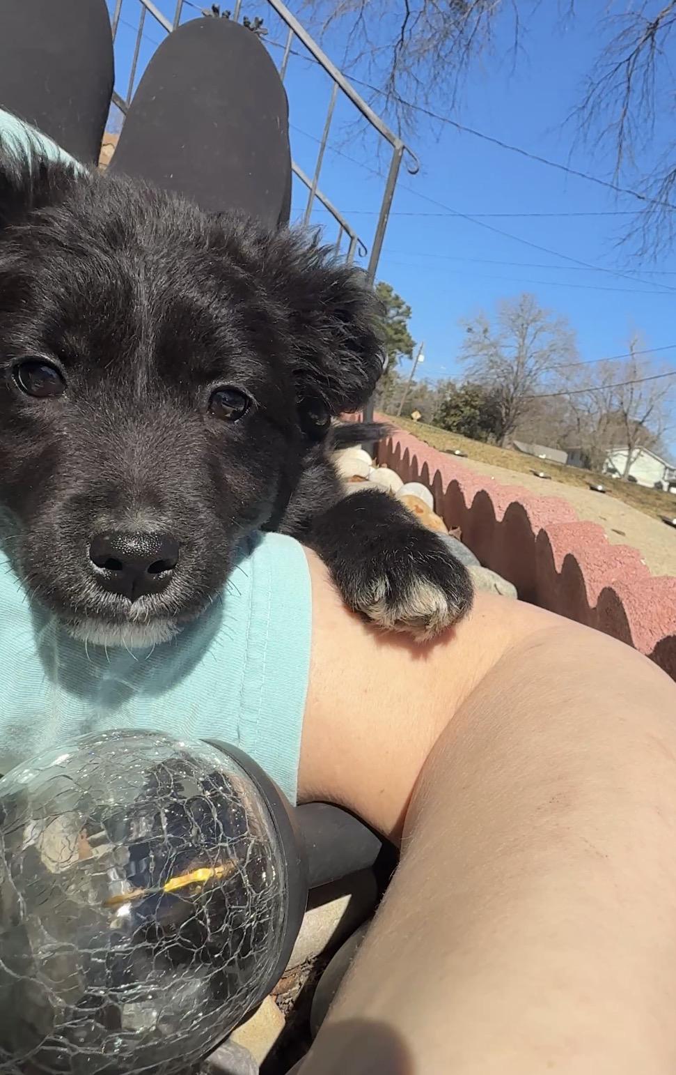 Enlarge Deano, an adopted Bernadoodle in Falmouth, MA image 2/5