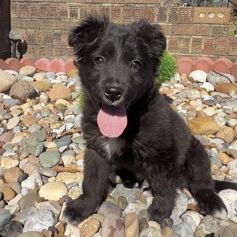 Deano, adopted, Puppy Male Bernadoodle.