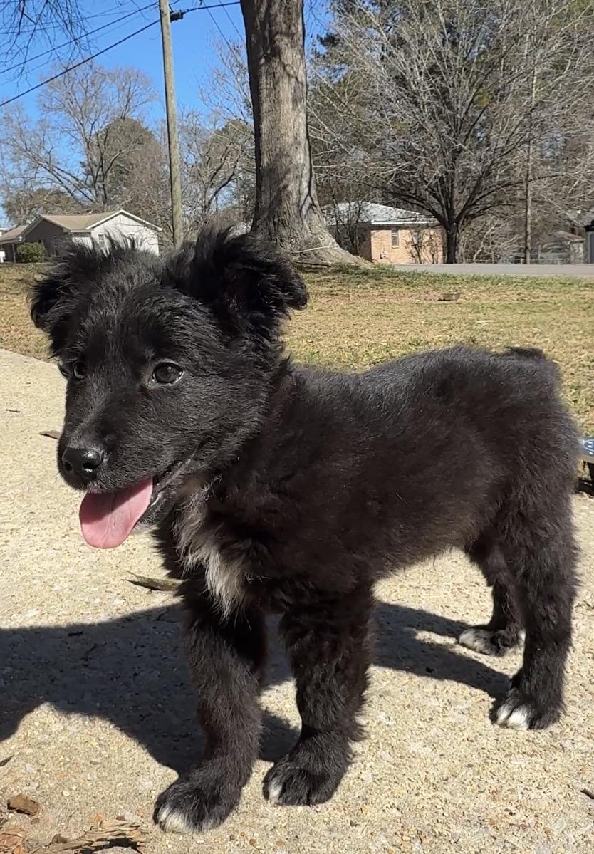 Enlarge Deano, an adopted Bernadoodle in Falmouth, MA image 5/5