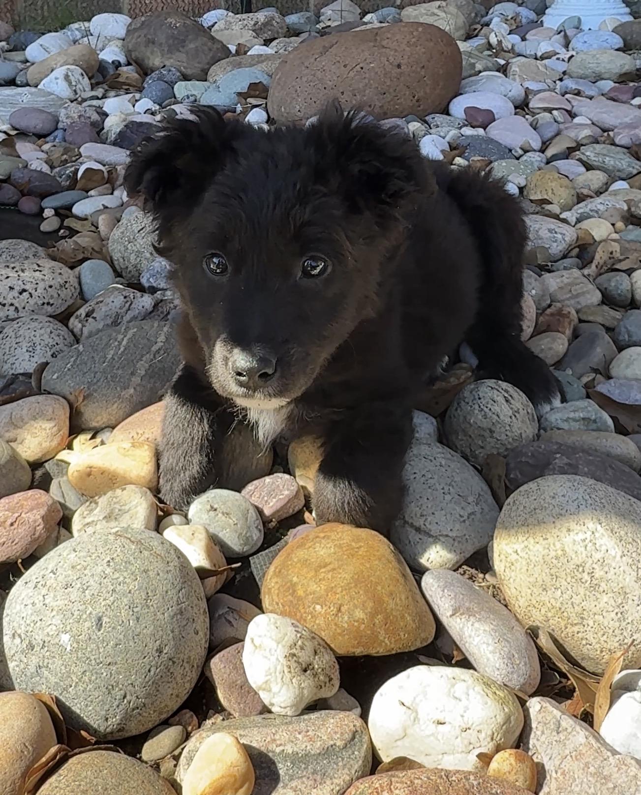 Enlarge Deano, an adopted Bernadoodle in Falmouth, MA image 3/5