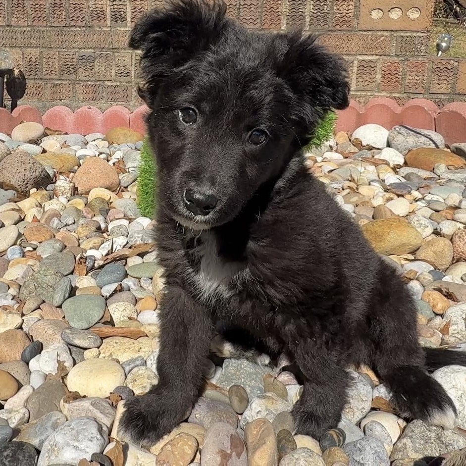 Enlarge Deano, an adopted Bernadoodle in Falmouth, MA image 4/5