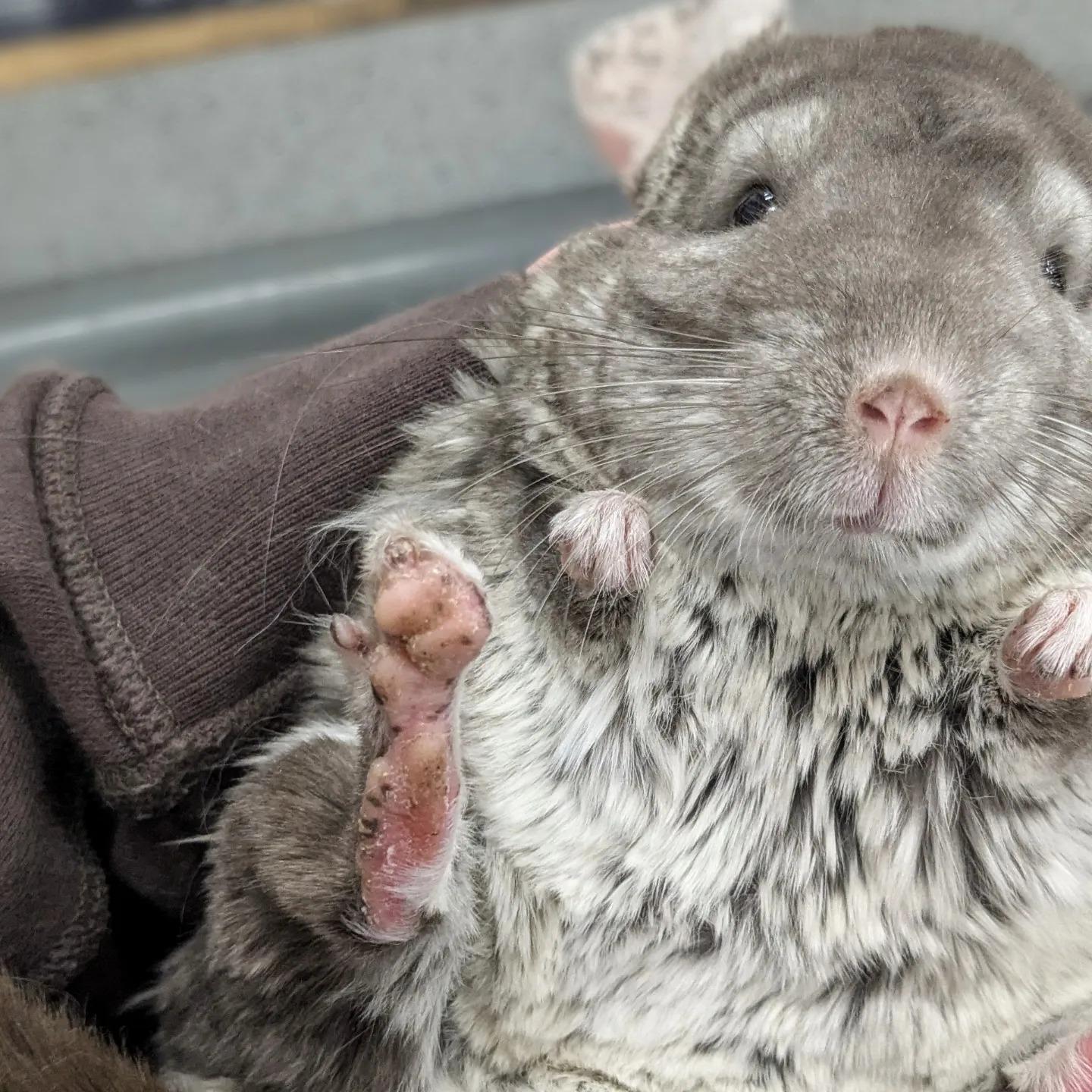 Tilly, a Adoptable Chinchilla in Modesto, CA image 2/4