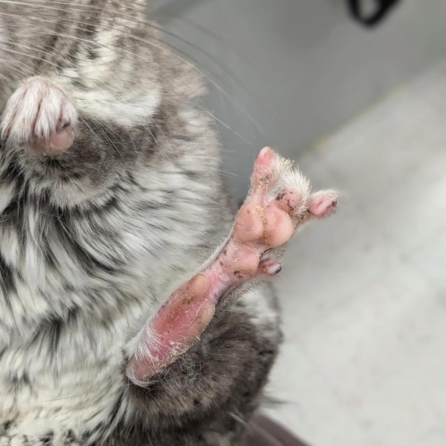 Tilly, a Adoptable Chinchilla in Modesto, CA image 3/4