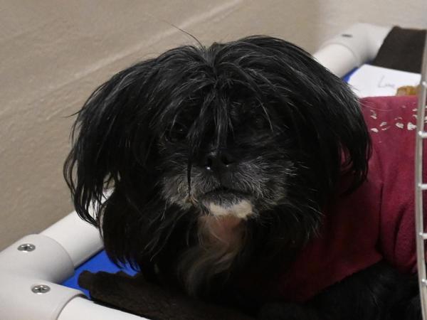 Luna, Adoptable, Senior Female Shih Tzu.