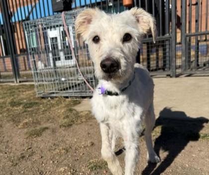 Frank, a Adoptable mixed breed in Boulder, CO image 1/3