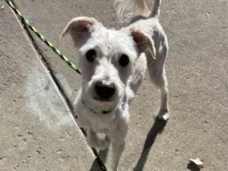 Frank, a Adoptable mixed breed in Boulder, CO image 2/3