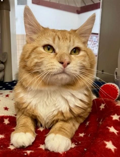 RALPH, Adoptable, Young Male Domestic Long Hair.