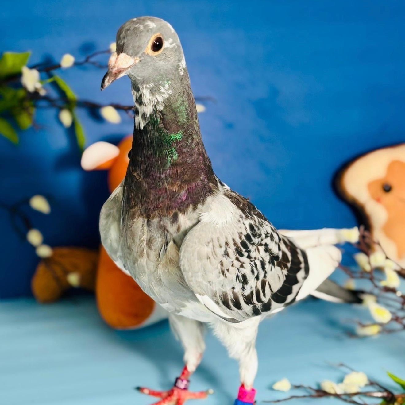 Staccato , a ADOPTABLE Pigeon in Chicago, IL image 4/5
