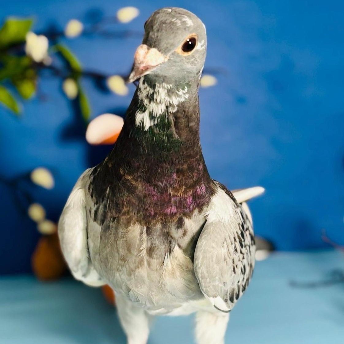 Staccato , ADOPTABLE, Adult Unknown Pigeon.