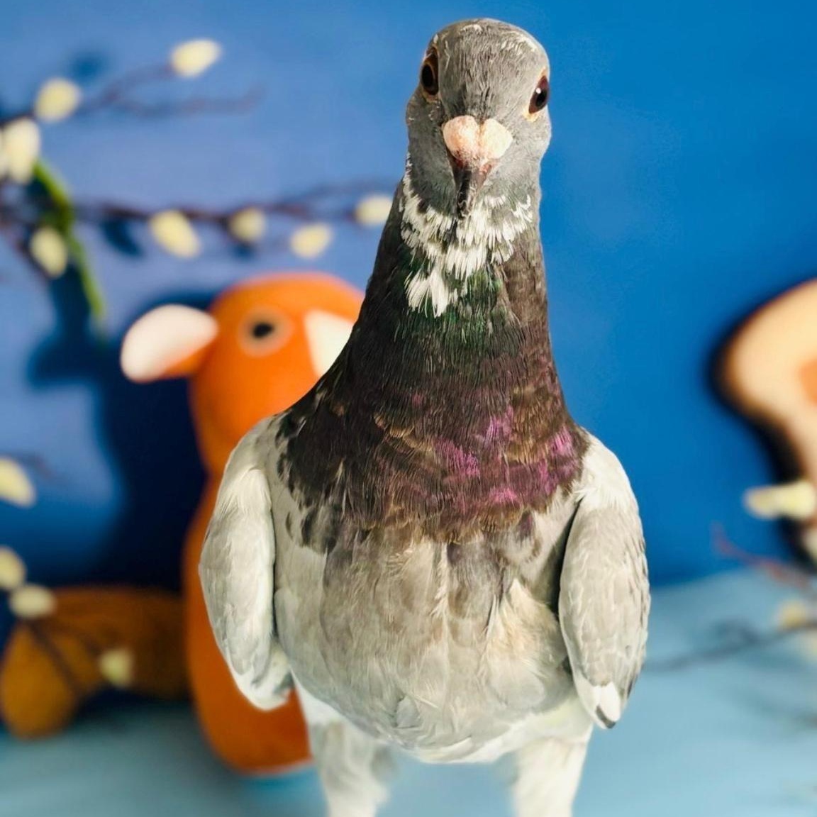 Staccato , a ADOPTABLE Pigeon in Chicago, IL image 2/5