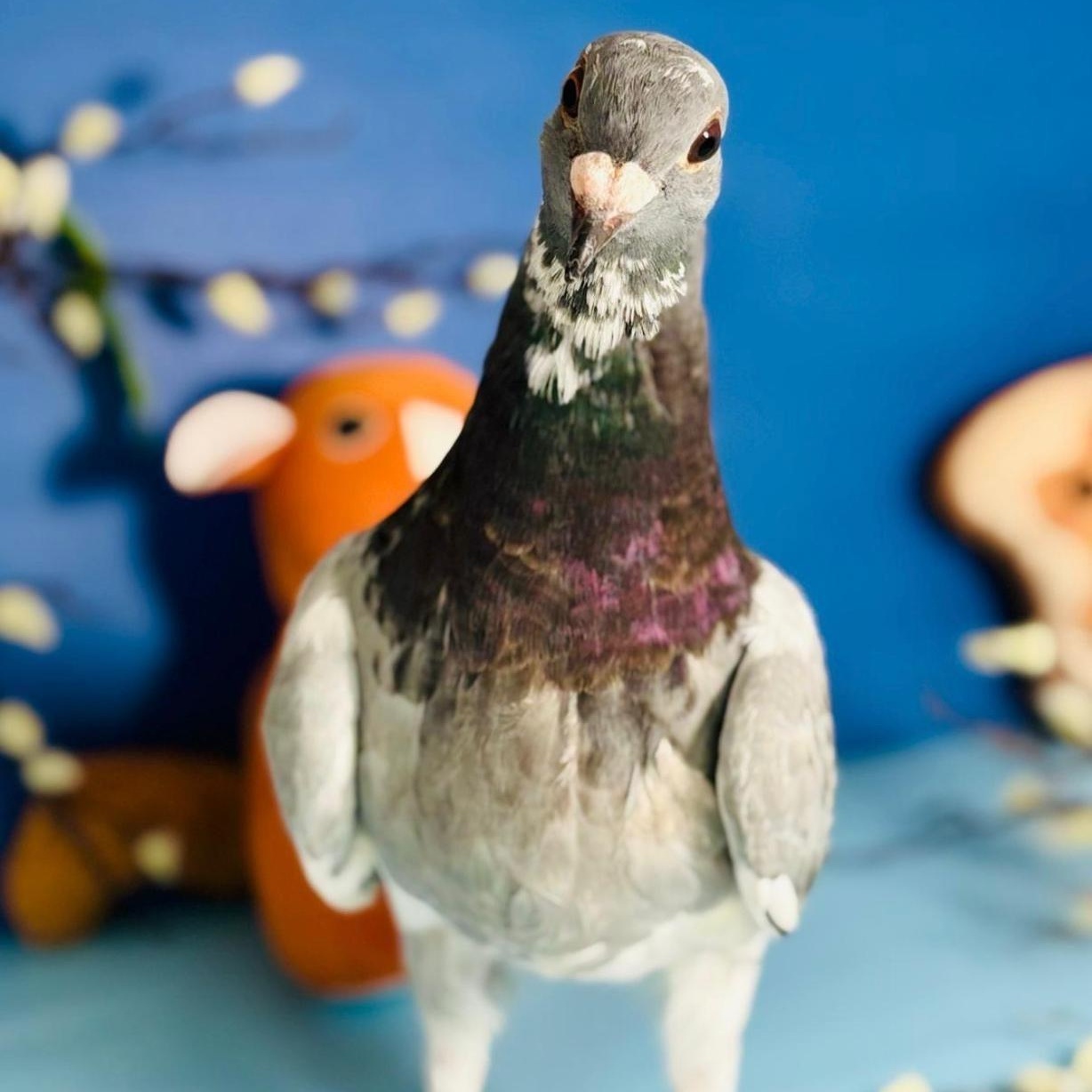 Staccato , a ADOPTABLE Pigeon in Chicago, IL image 3/5