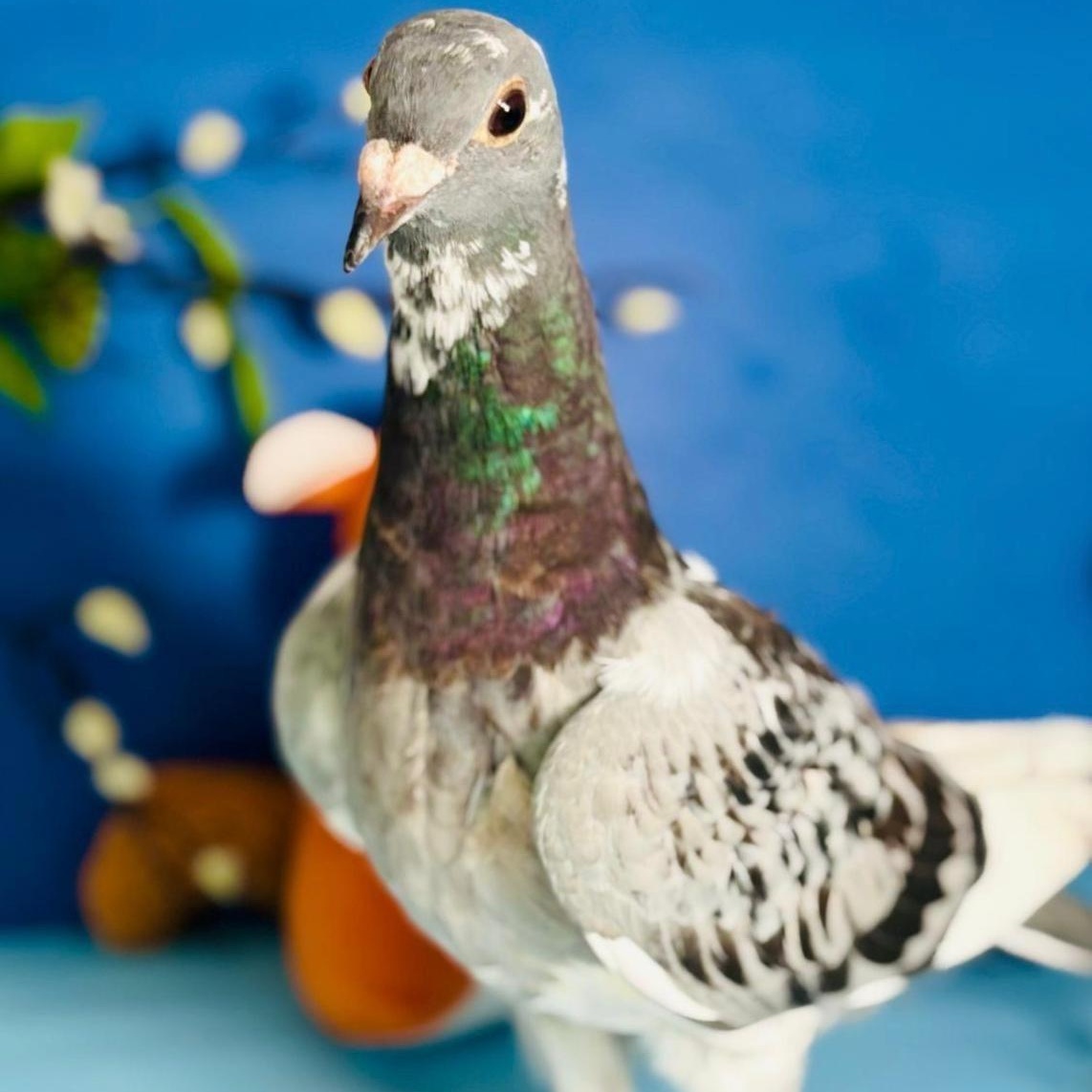 Staccato , a ADOPTABLE Pigeon in Chicago, IL image 5/5