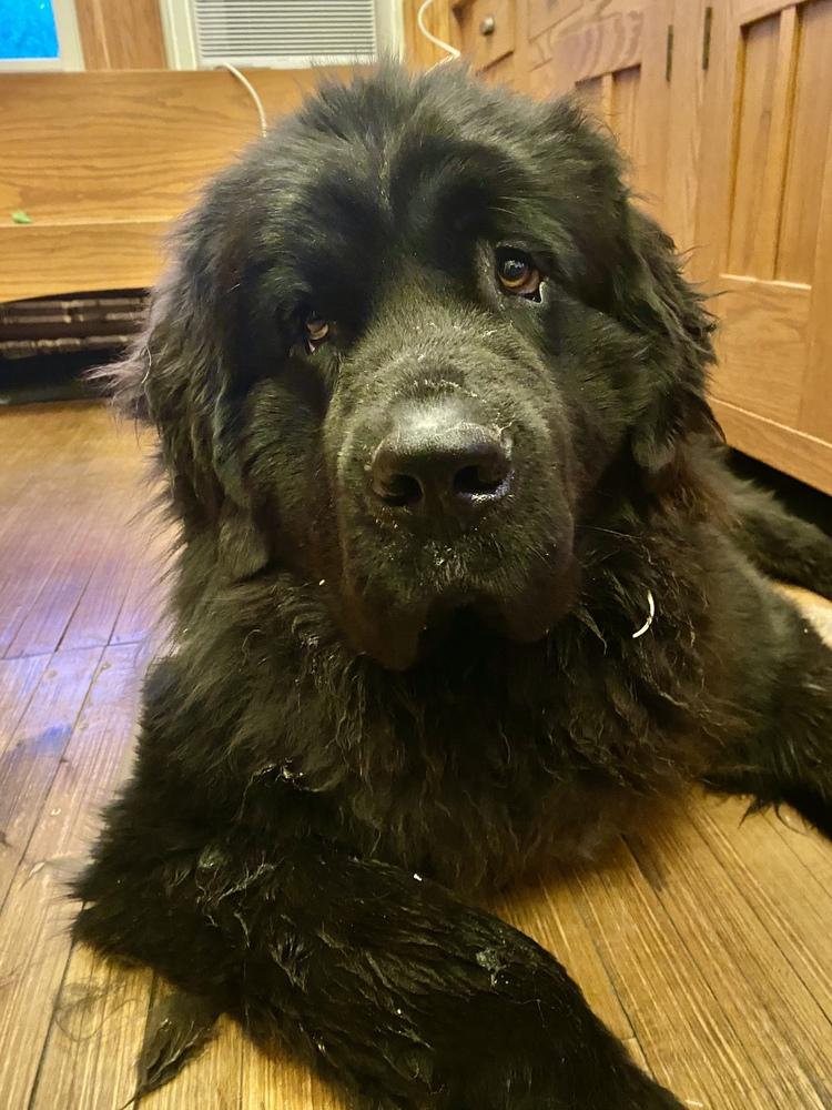 Scamp, Adoptable, Young Male Newfoundland Dog.